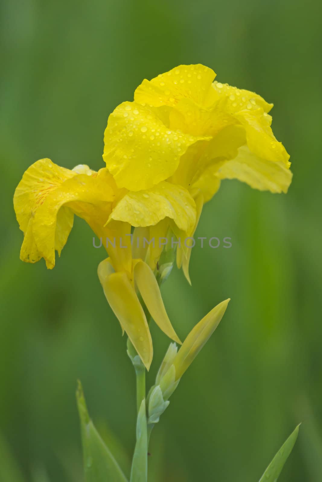 Canna covered with drops of water, more beautiful