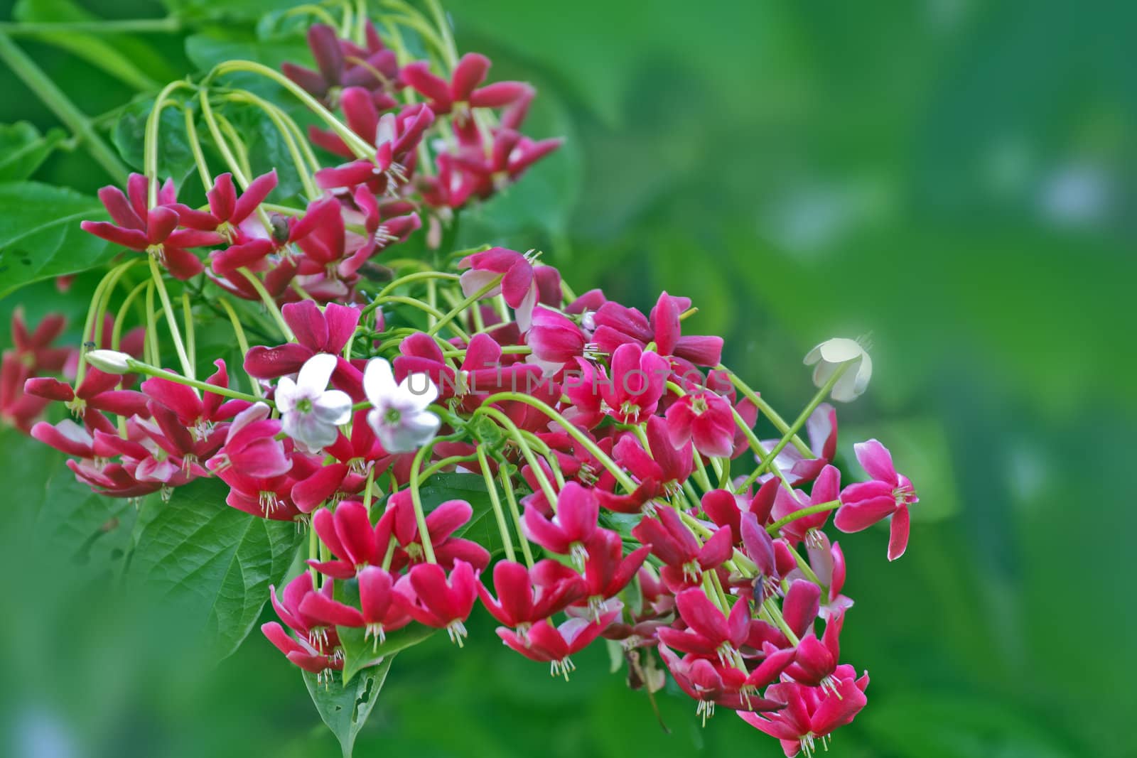 Its petals from white to red.  fragrant