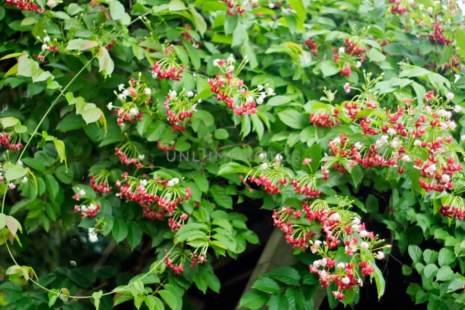 Its petals from white to red.  fragrant