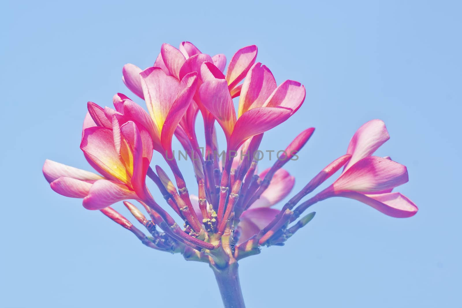 Silhouetted against the blue sky background with red frangipani , exceptionally bright