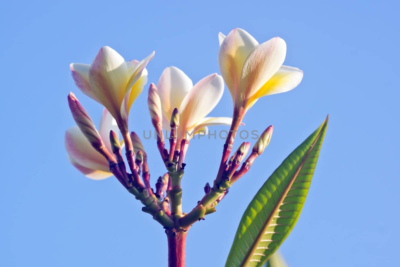 Silhouetted against the blue sky background with  White frangipani , exceptionally bright