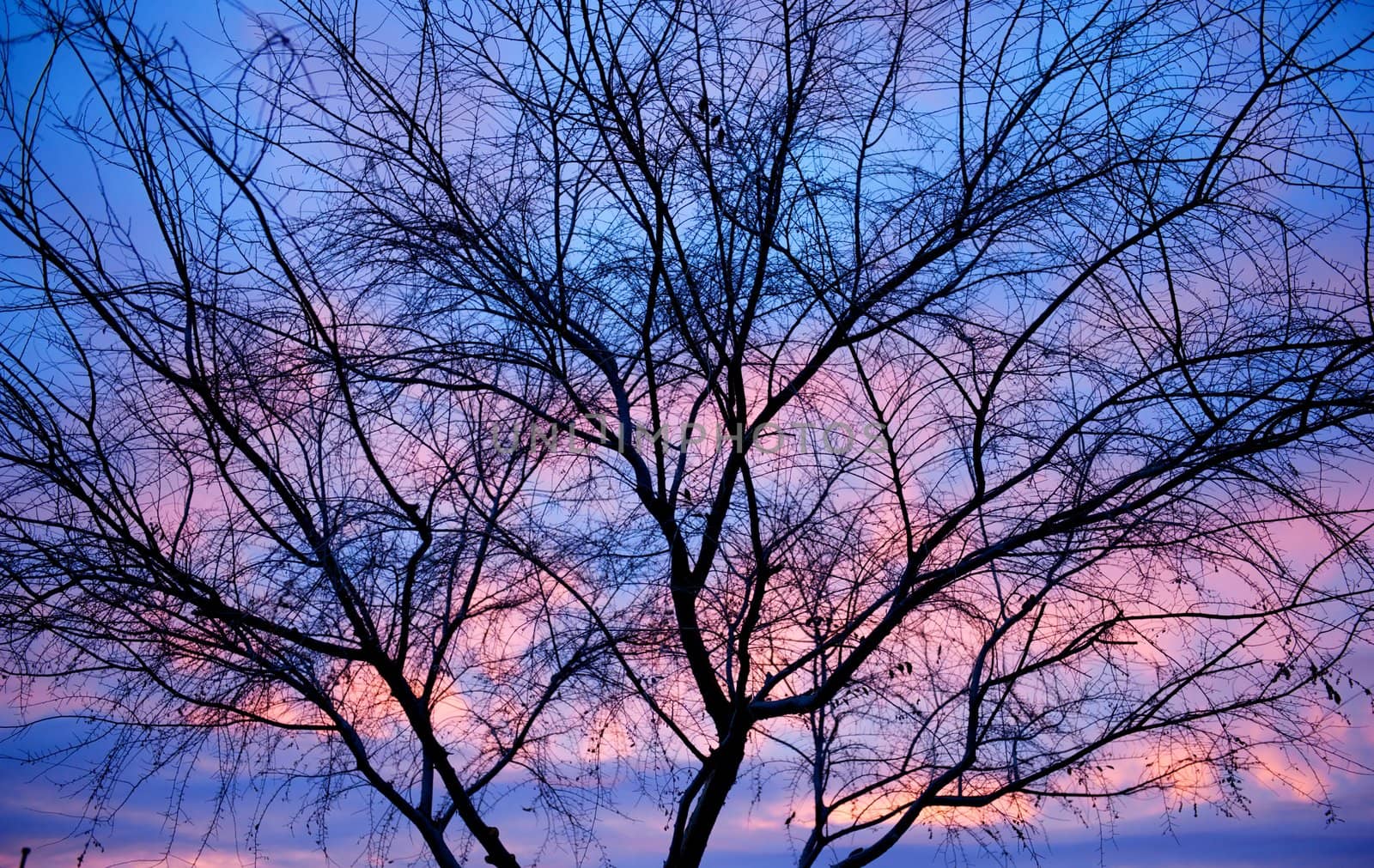 A silhouette of a nearly barren tree is superimposed on a pink and blue sunset wih coulds
