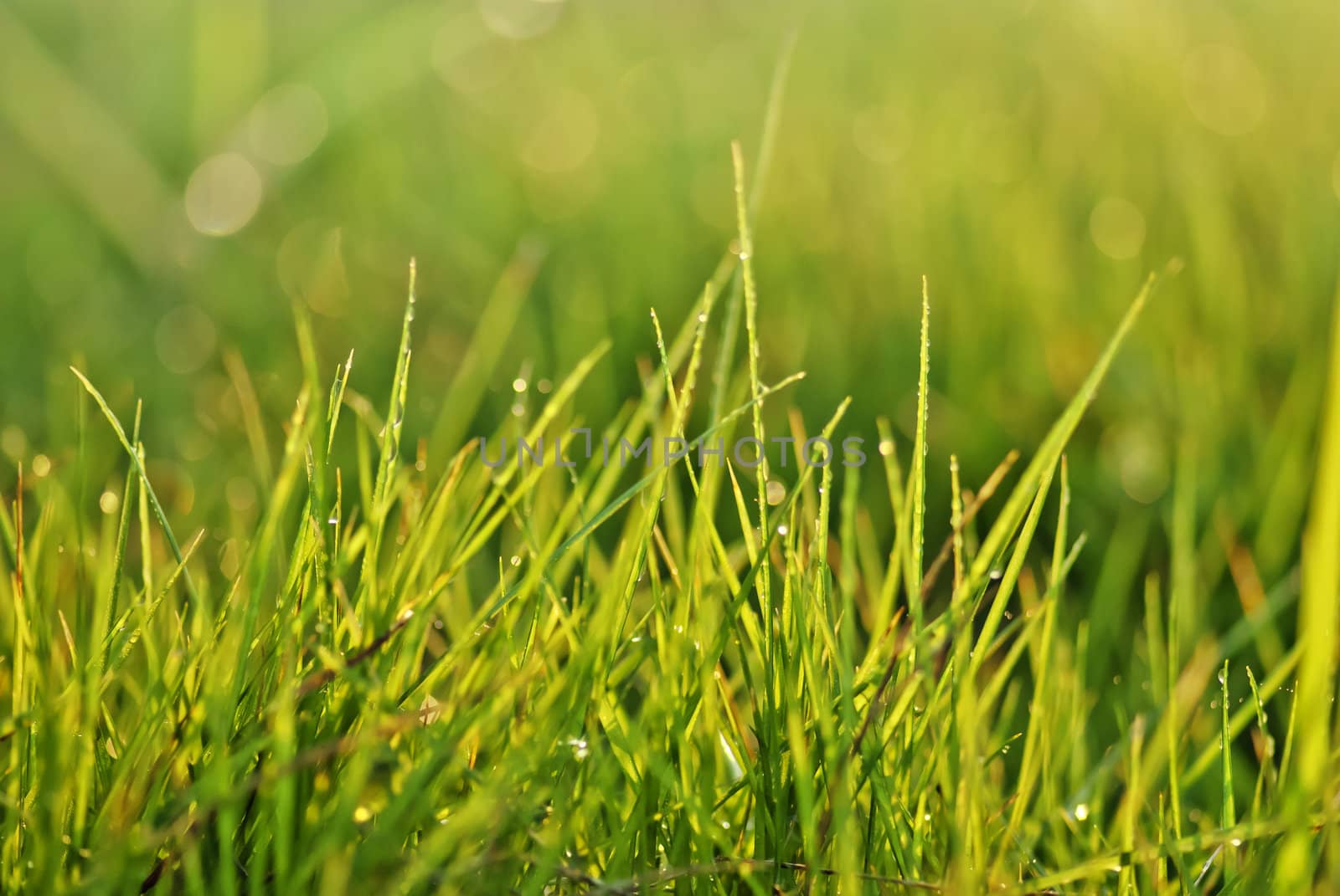 Grass covered with drops of water, beautiful