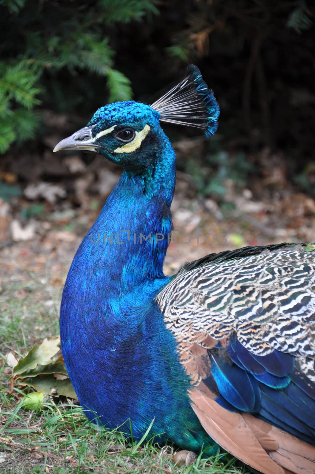 Peacock by sainaniritu