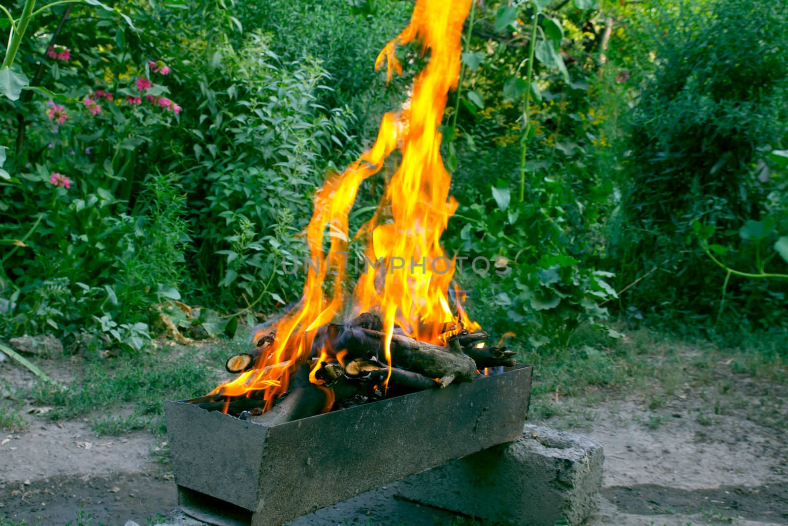 fire in a brazier on the background of green forest  by schankz