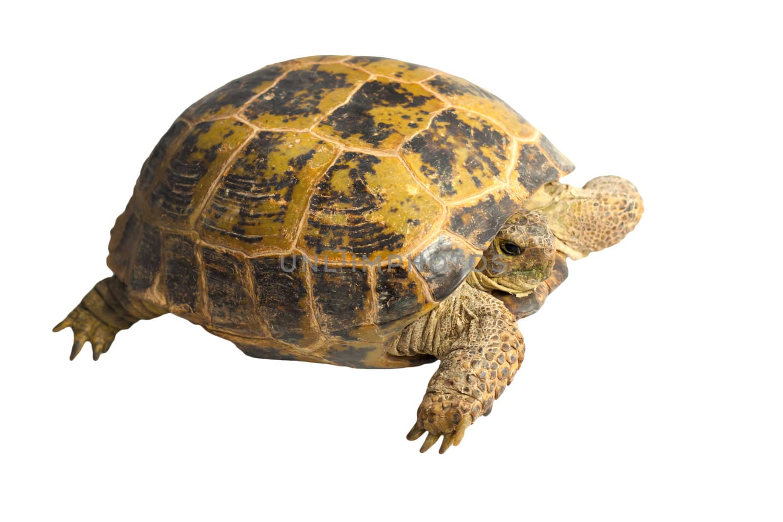 terrapin 