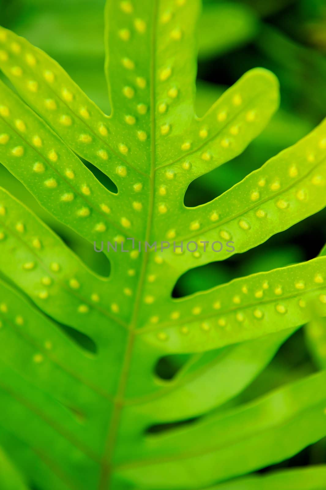 Close Up of Spotted Leaf by pixelsnap