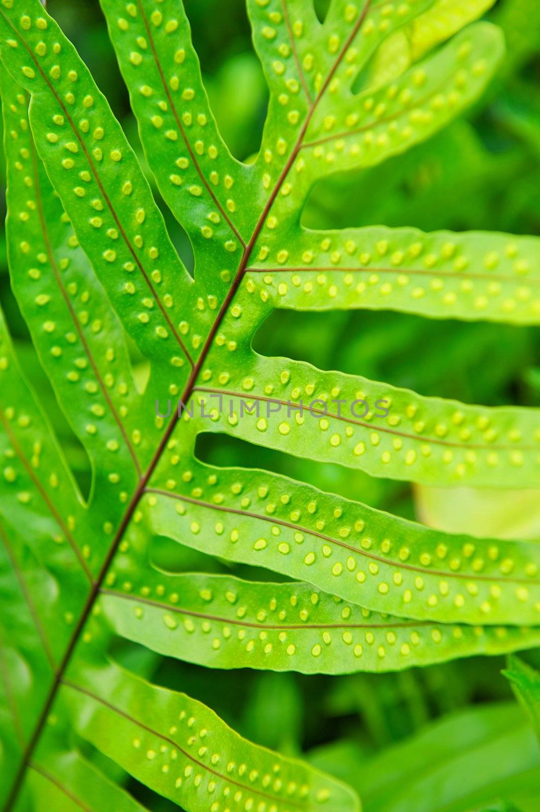 A vibrant green spotted leaf from a plant in Hawaii
