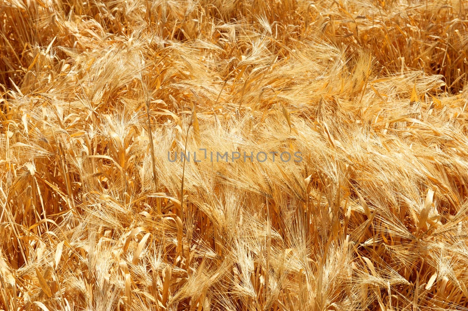 A shot of swirling stalks of wheat
