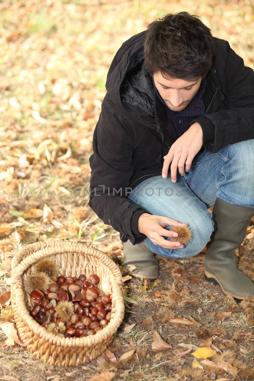 Man picking chestnuts. by phovoir