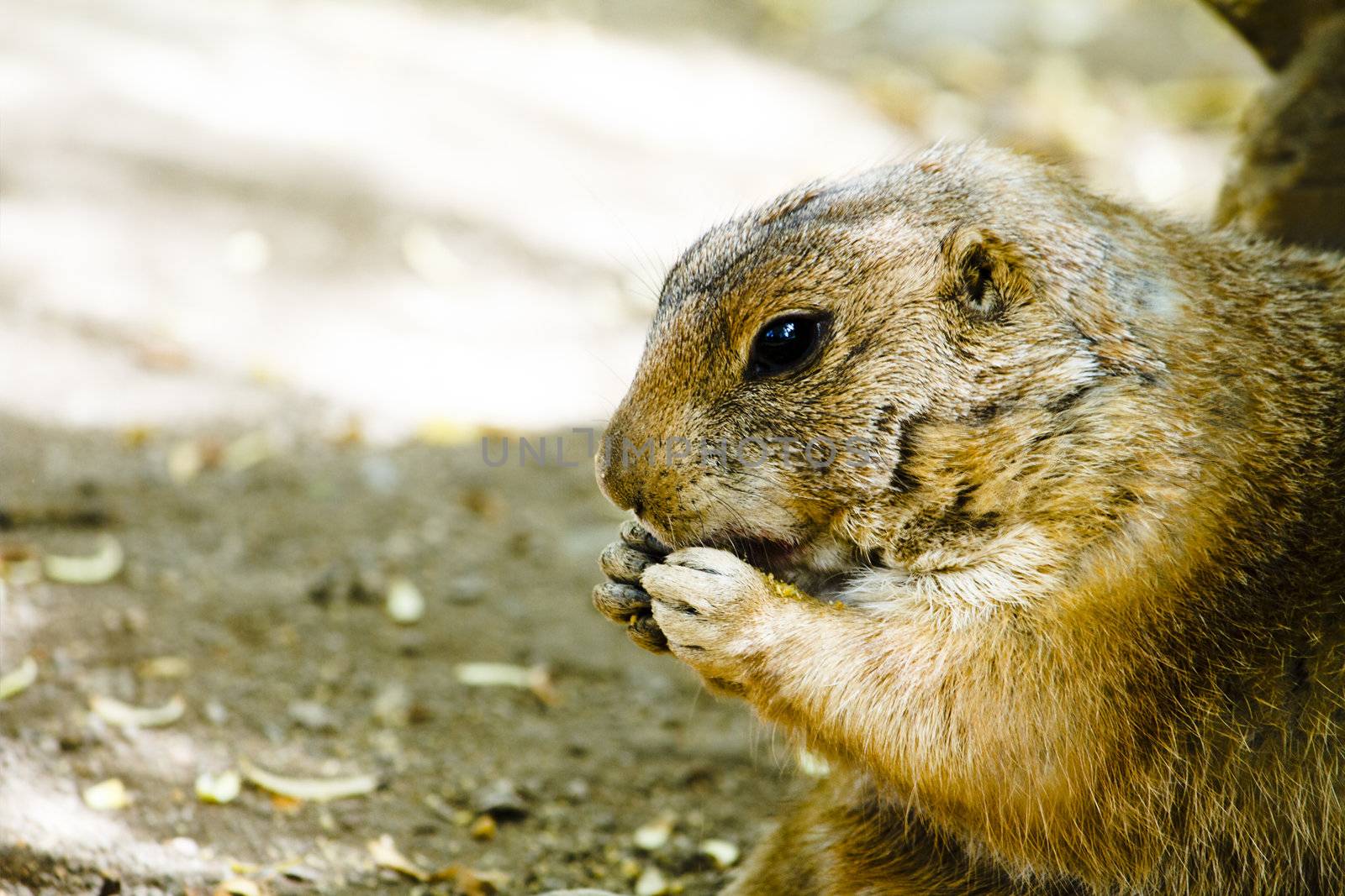 Profile view of a ground hog with hands near mouth eating