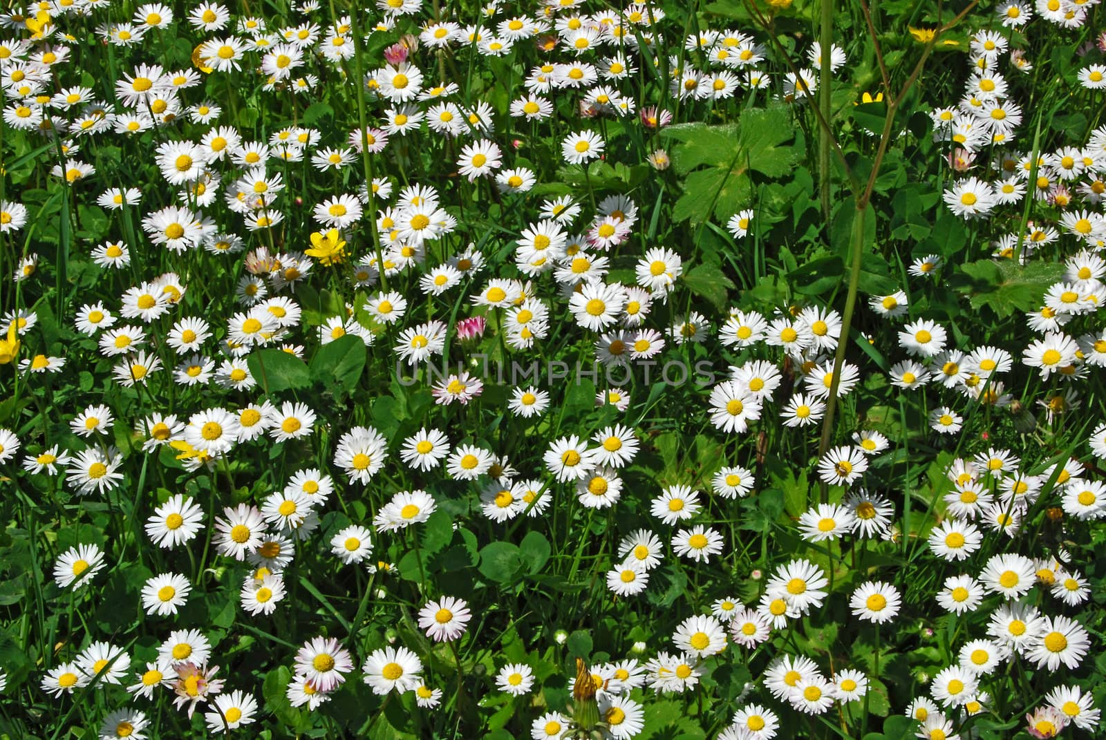 Daisies and clovers on country meadow as background