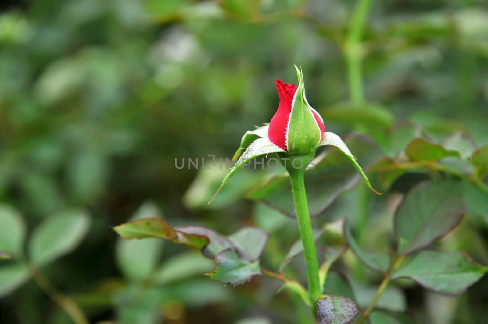 bud of rose flower