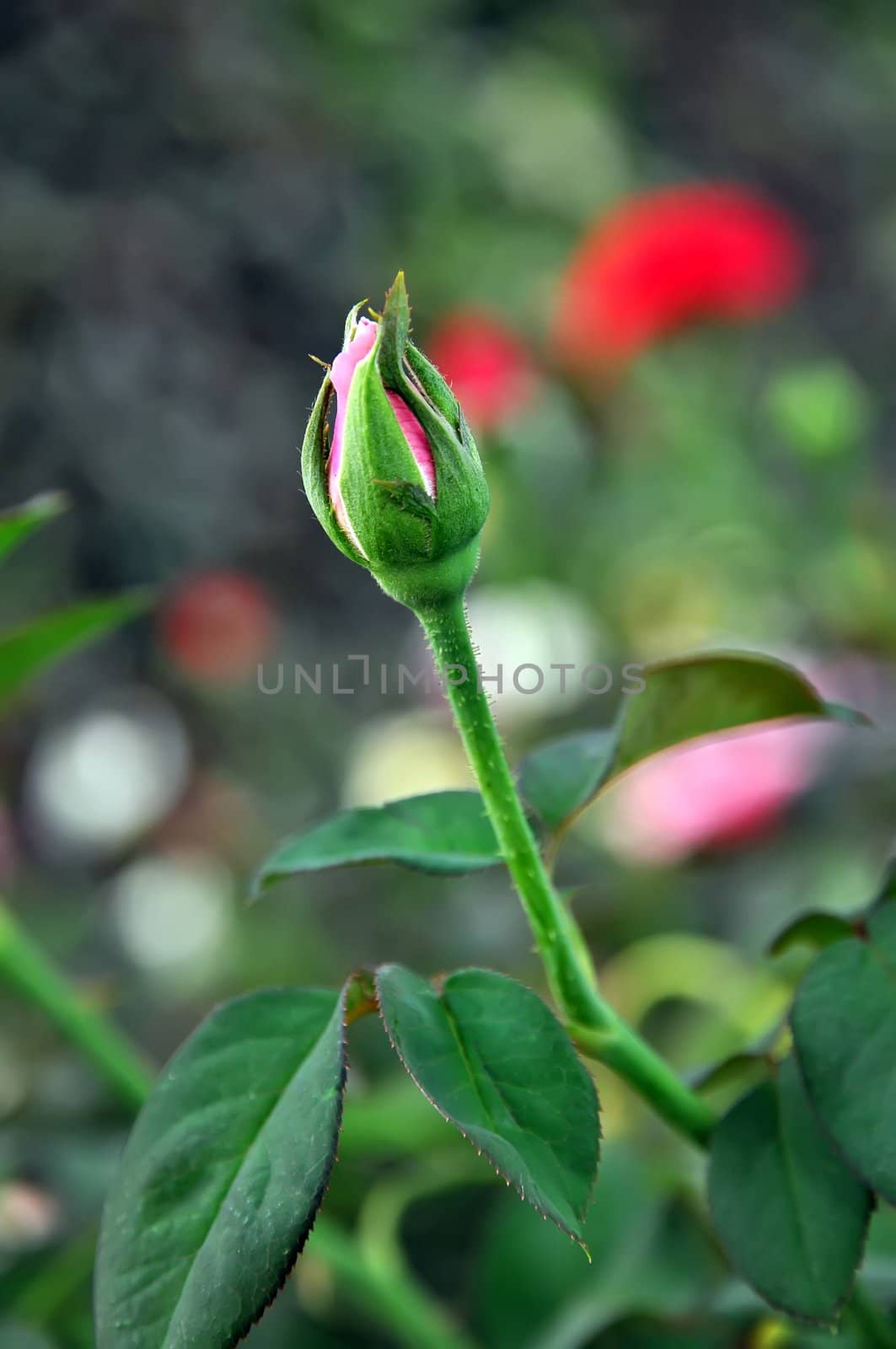 bud of rose flower