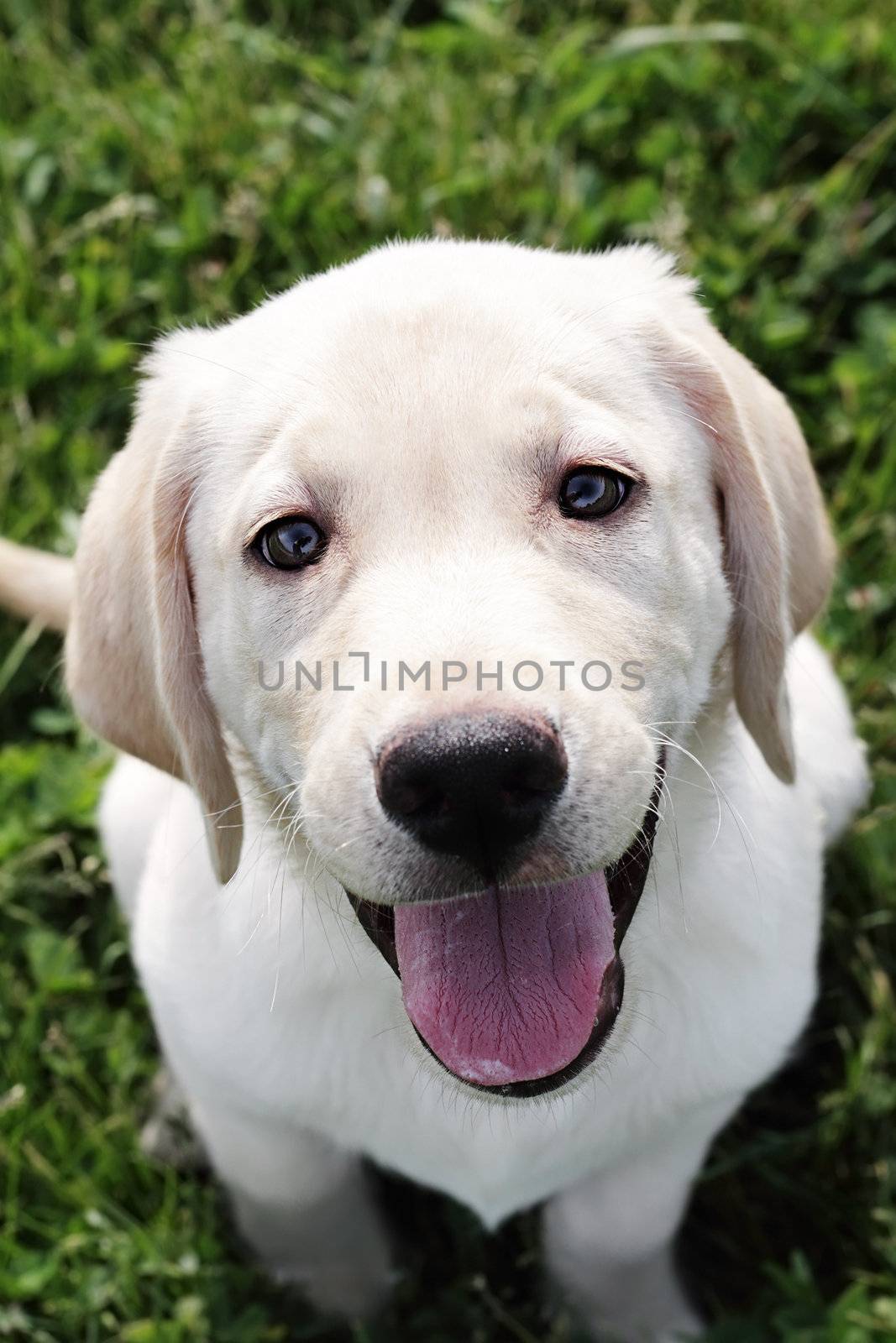 English Cream Labrador Retriever - Golden Retriever by StephanieFrey