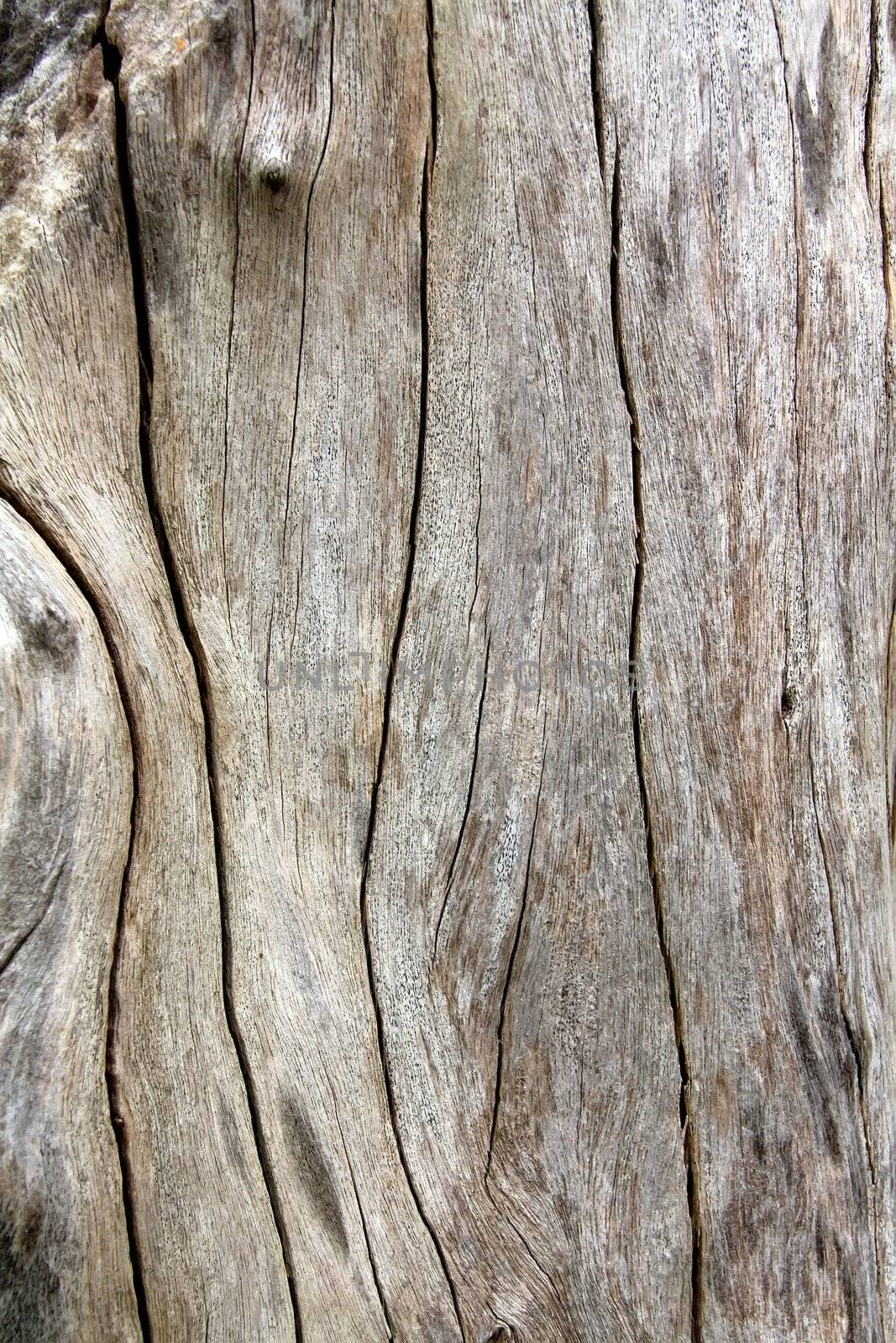 Wood background