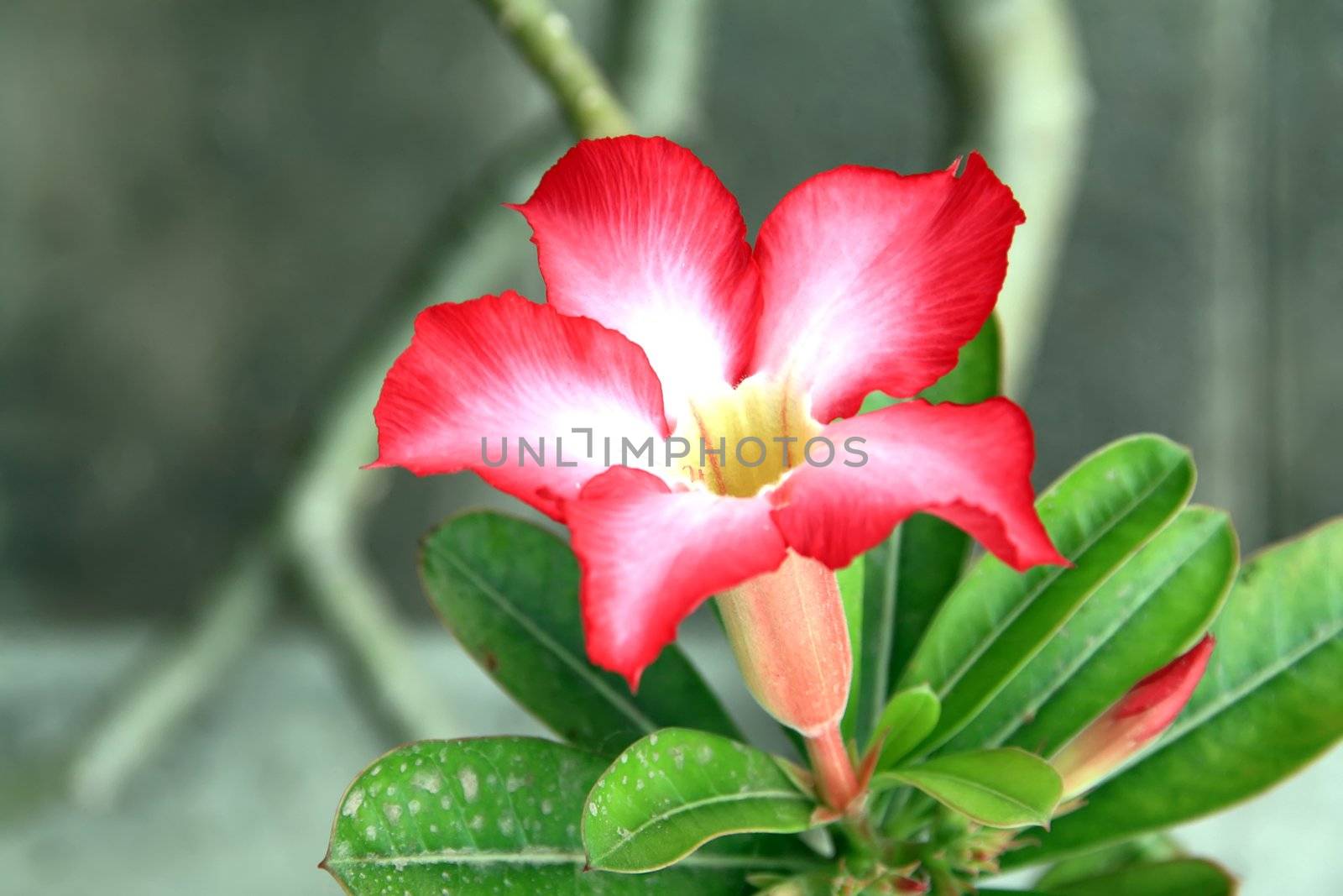 Desert Rose Flowers by phanlop88