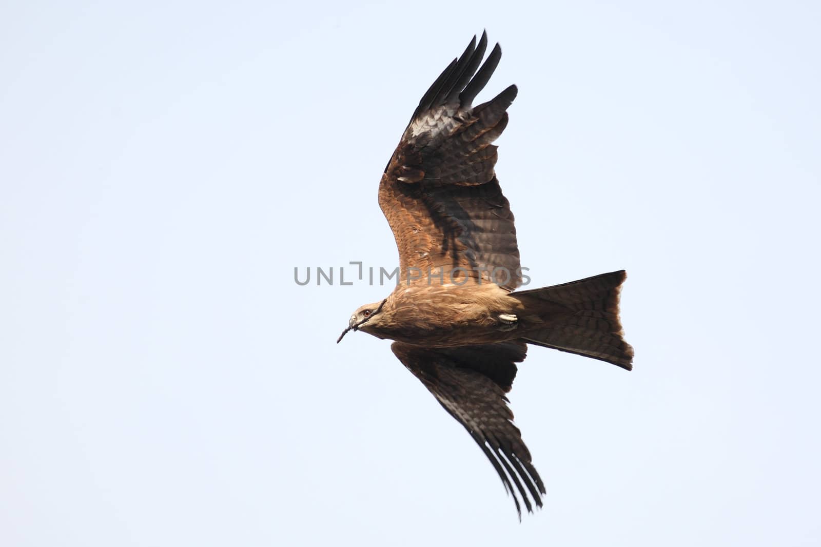 Black Kite carrying in its beak a branch for the construction of the nest