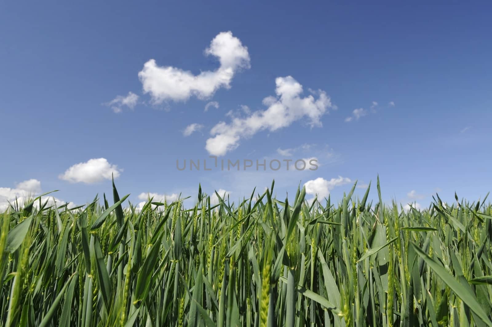 Field of Young Corn with a Blue Sky and some clouds