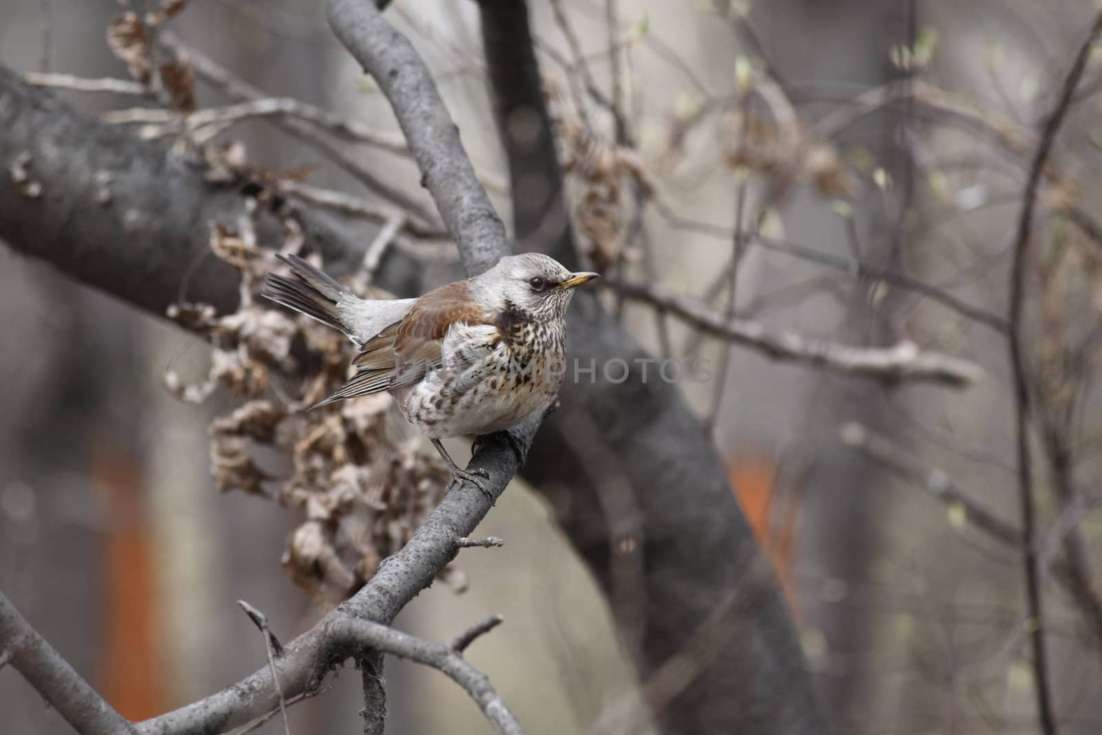  Fieldfare, (Turdus pilaris) is sitting on a branch