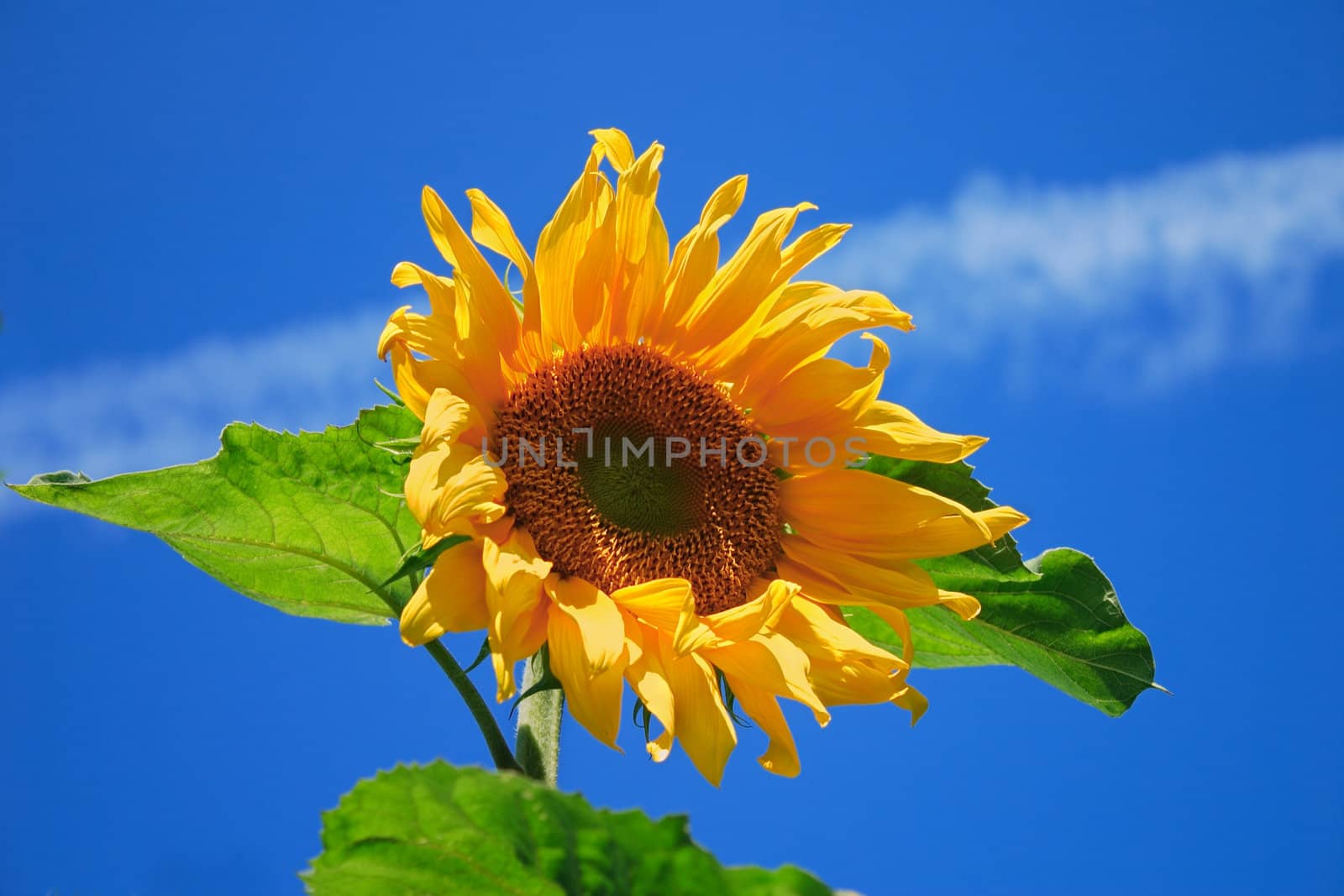 Blossoming sunflower on a background of the blue sky