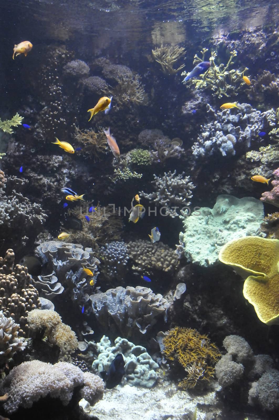 Many Tropical Fishes in Aquarium