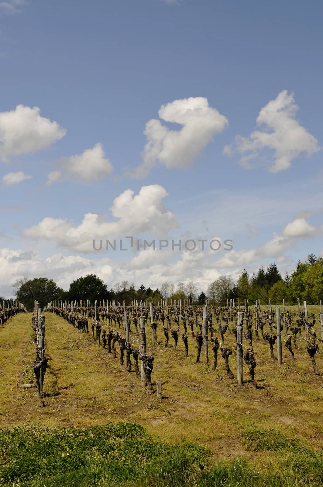 Vineyard with a Blue Sky by shkyo30
