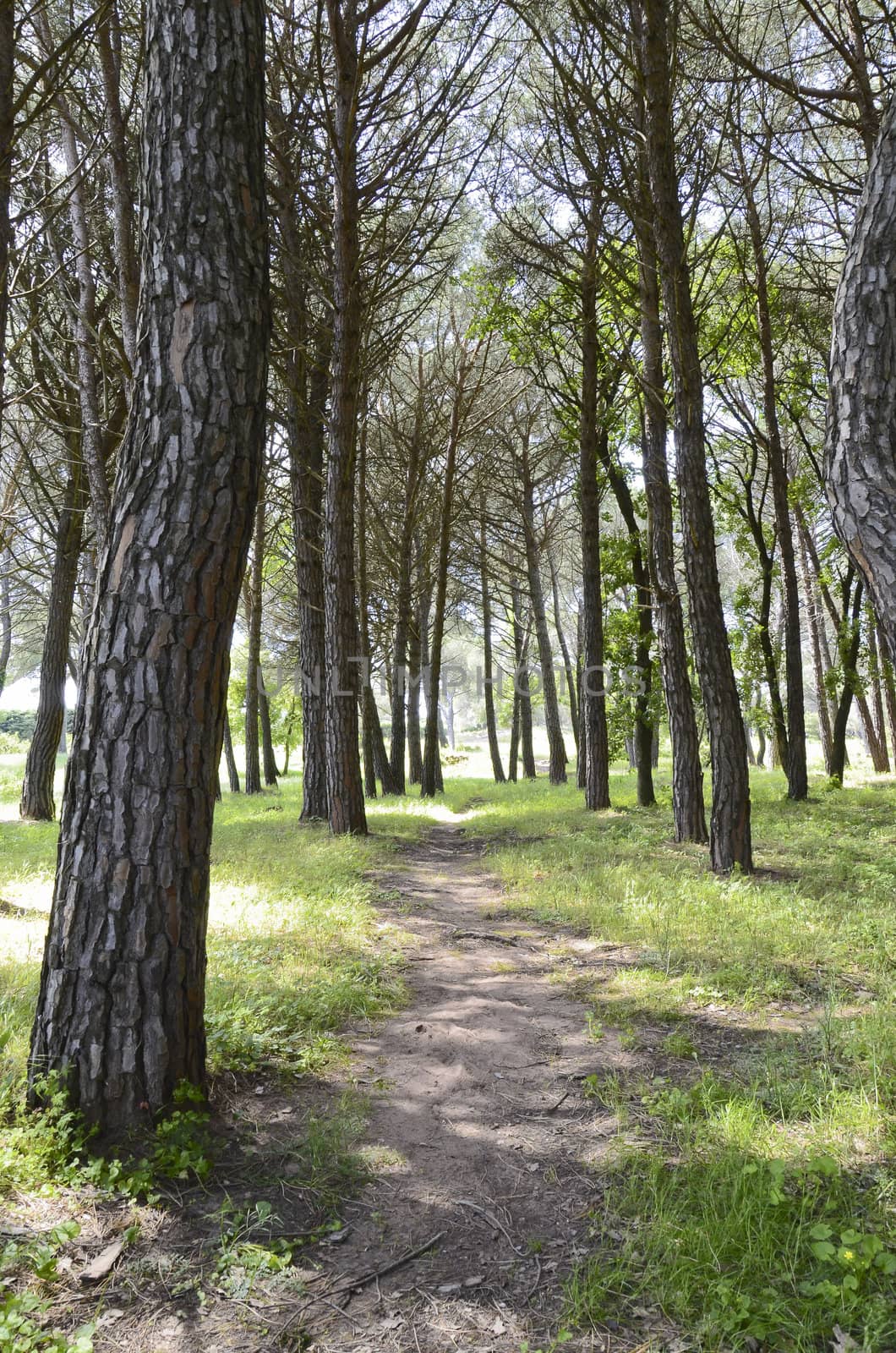 forest path between pine trees