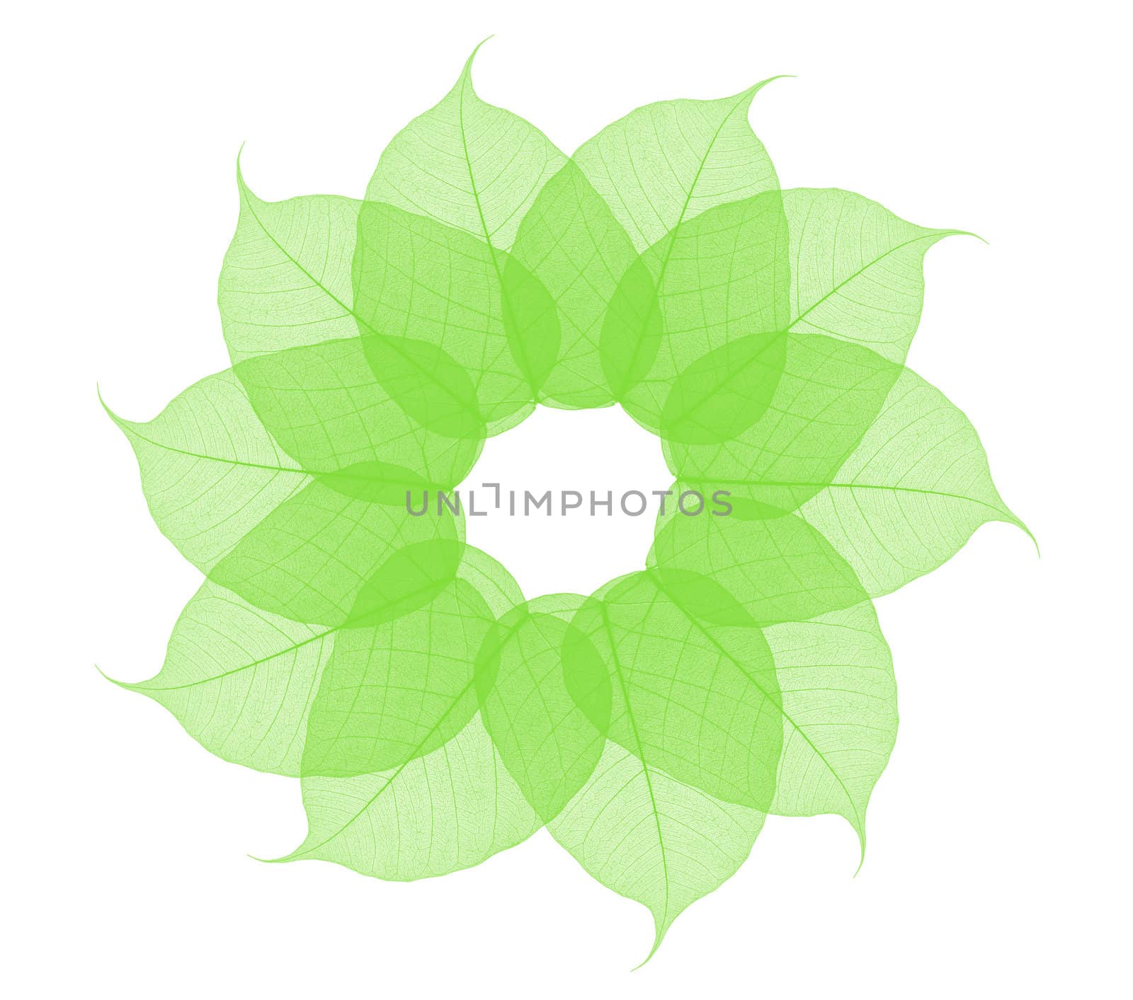 Skeleton Leaves Flower Composition on white background 
 by rufous