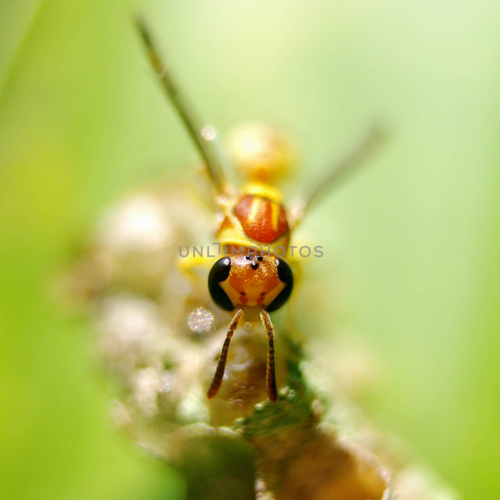 Hornet close up