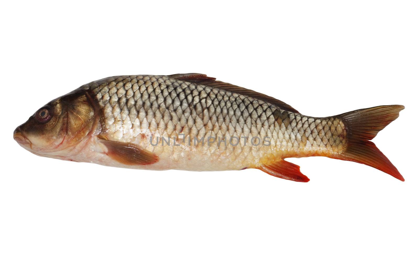 Carp isolated on white background  by schankz