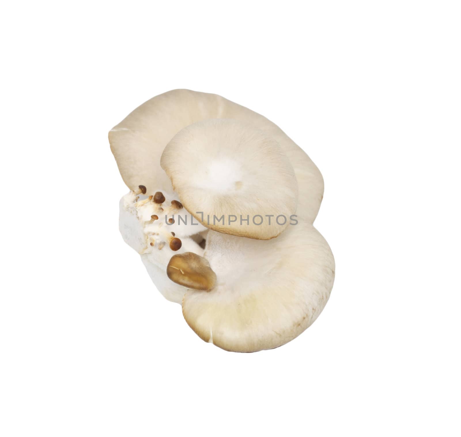 Oyster mushrooms on a white background 