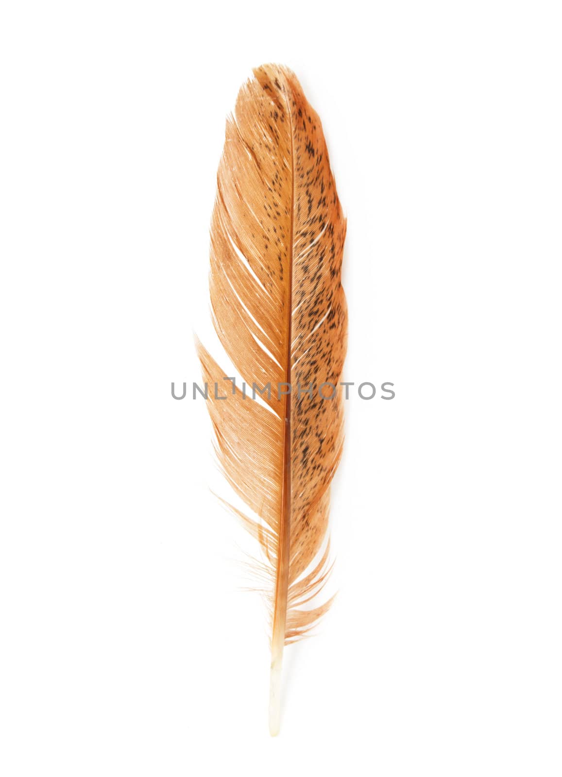 golden feather on a white background by schankz