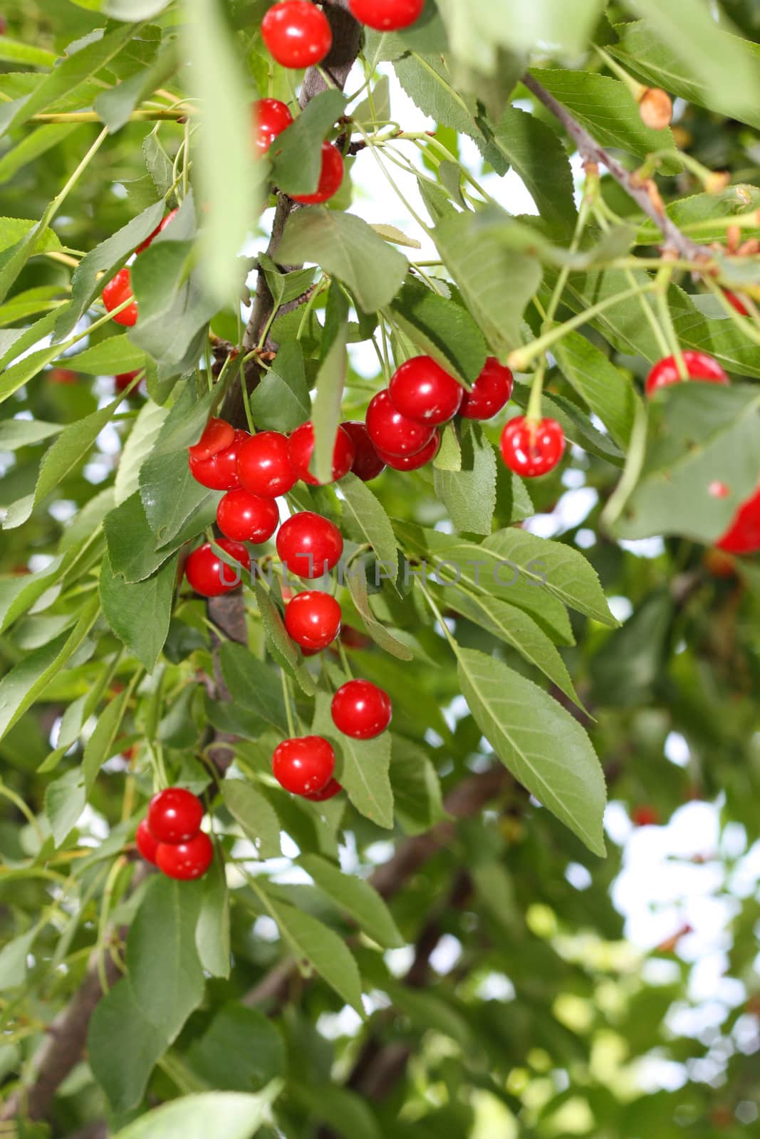 cherry tree in the background