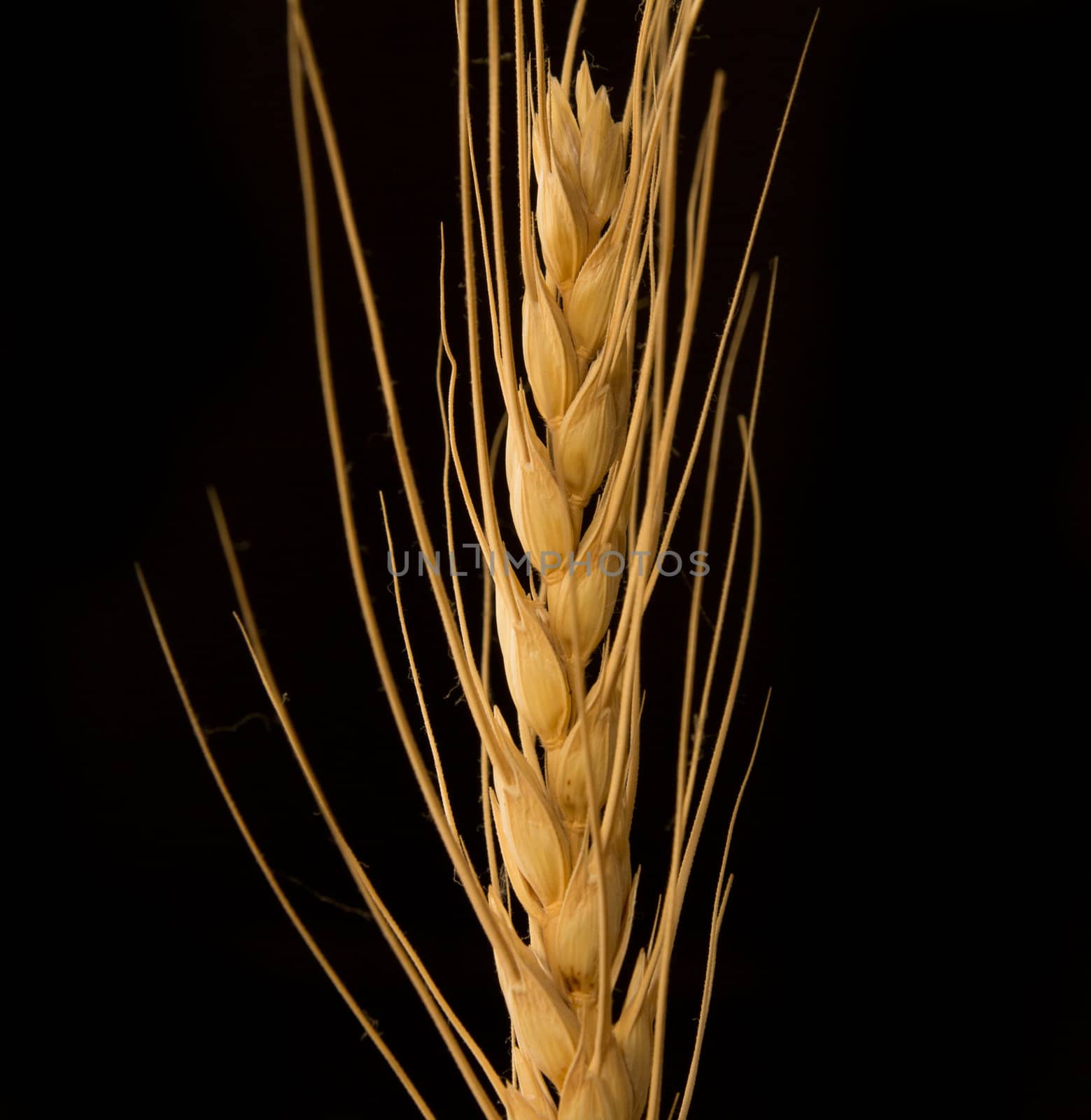 Yellow wheat on a black background