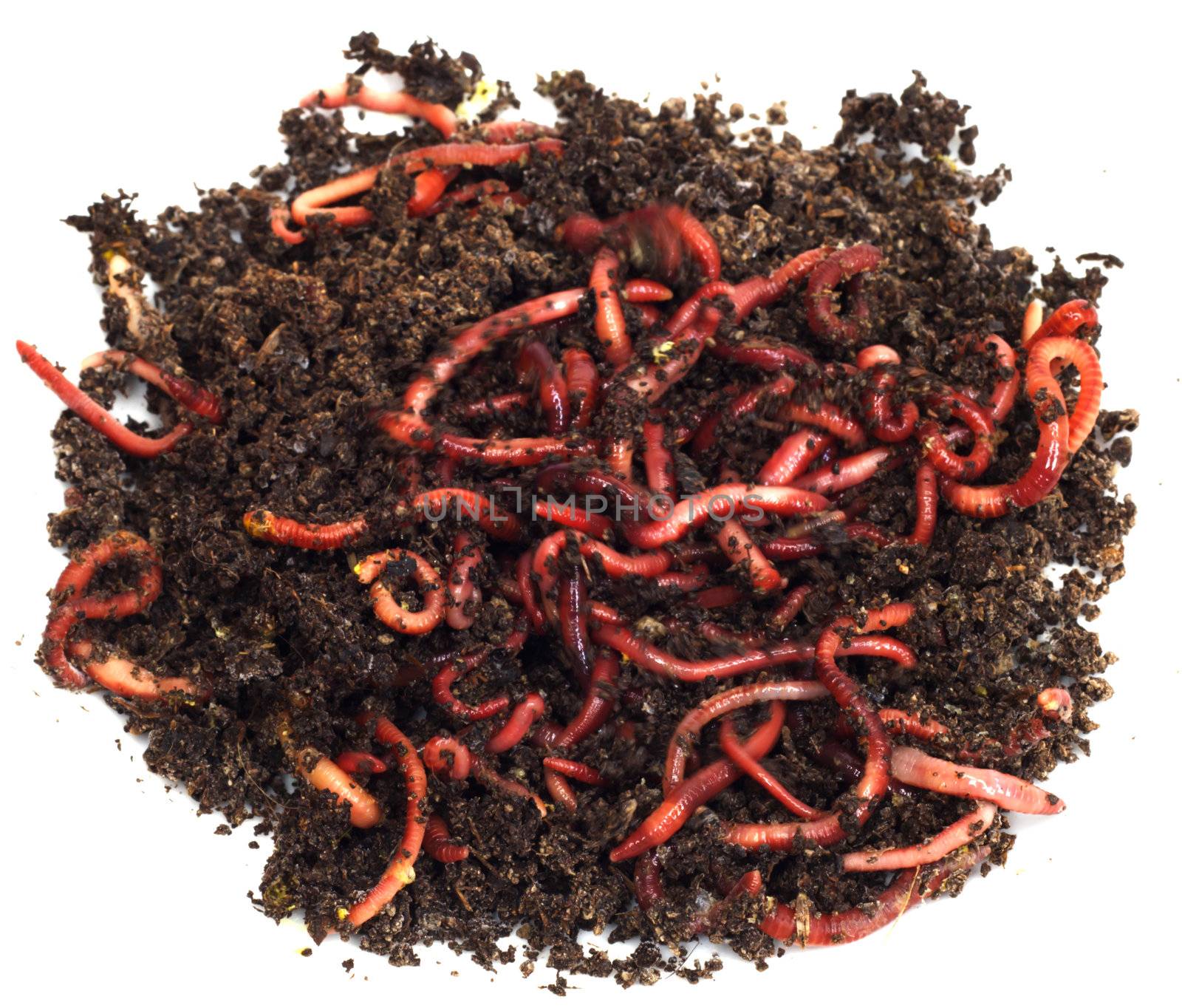 red worms in compost - bait for fishing  by schankz