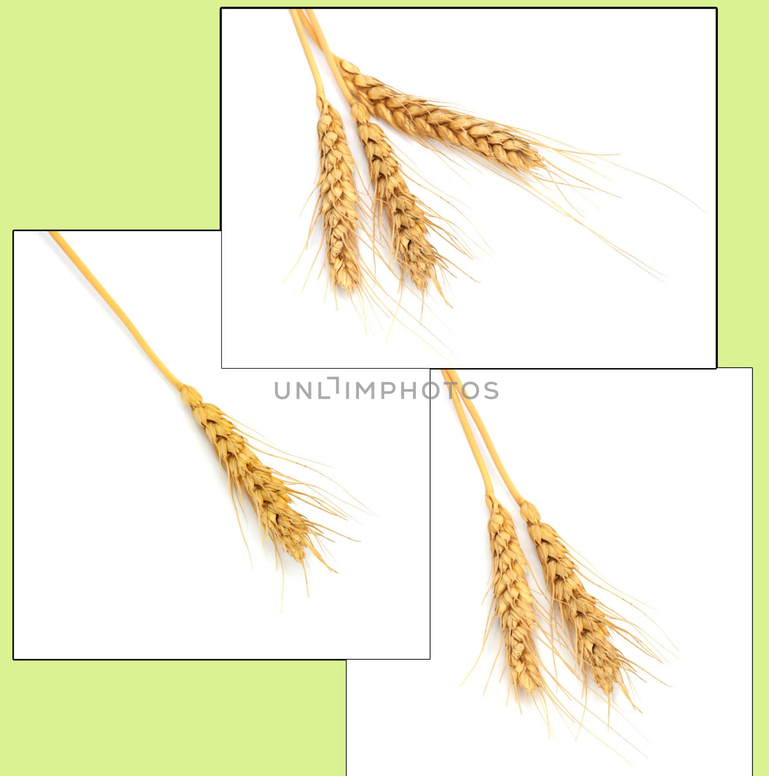 wheat by schankz
