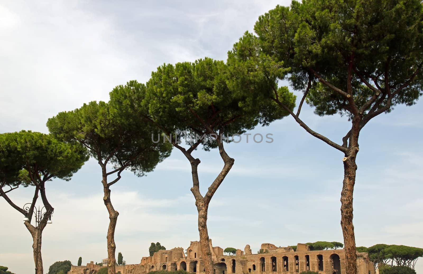 row of pines, behind the Palatine  Rome Italy