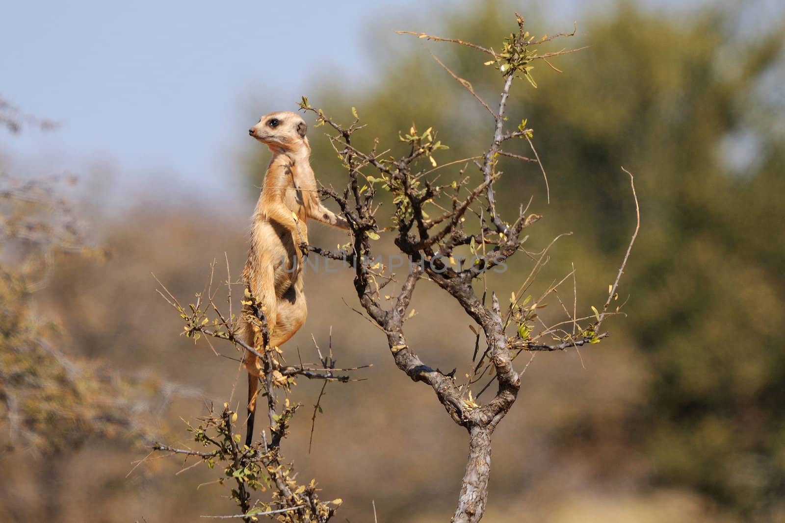 The meerkat or suricate, Suricata suricatta, is a small mammal belonging to the mongoose family. This photo was taken in the Mokala National Park, Northern Cape, South Africa