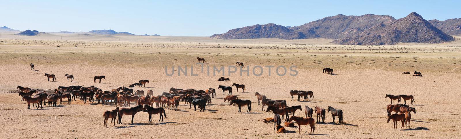 A panorama of the Wild Horses of the Namib made from three separate photos taken near Aus, Namibia.