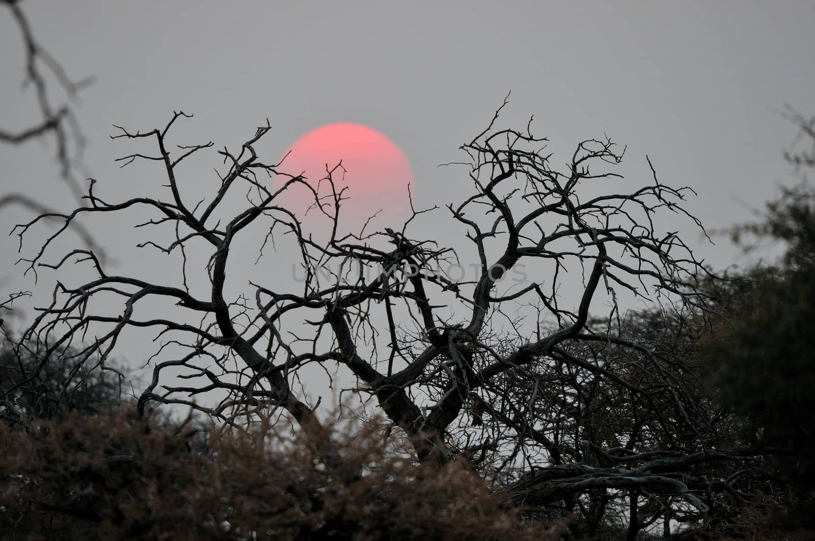 A storm brewing very far away causing an early sunset at the Haak en Steek waterhole, Mokala National Park.