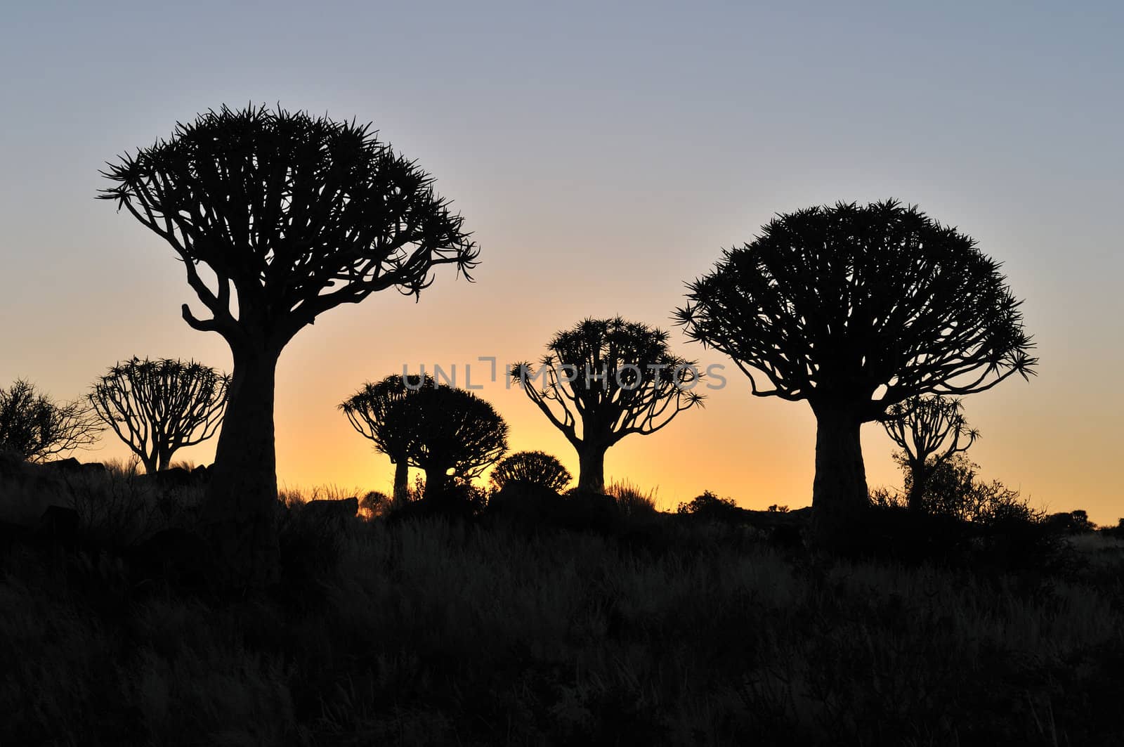 Sunset at the Quiver Tree Forest near Keetmanshoop, Namibia
