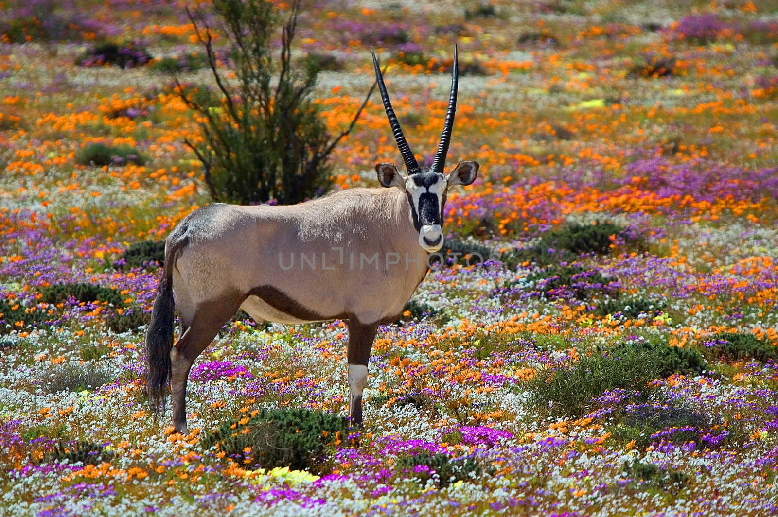 Oryx in flowers by dpreezg