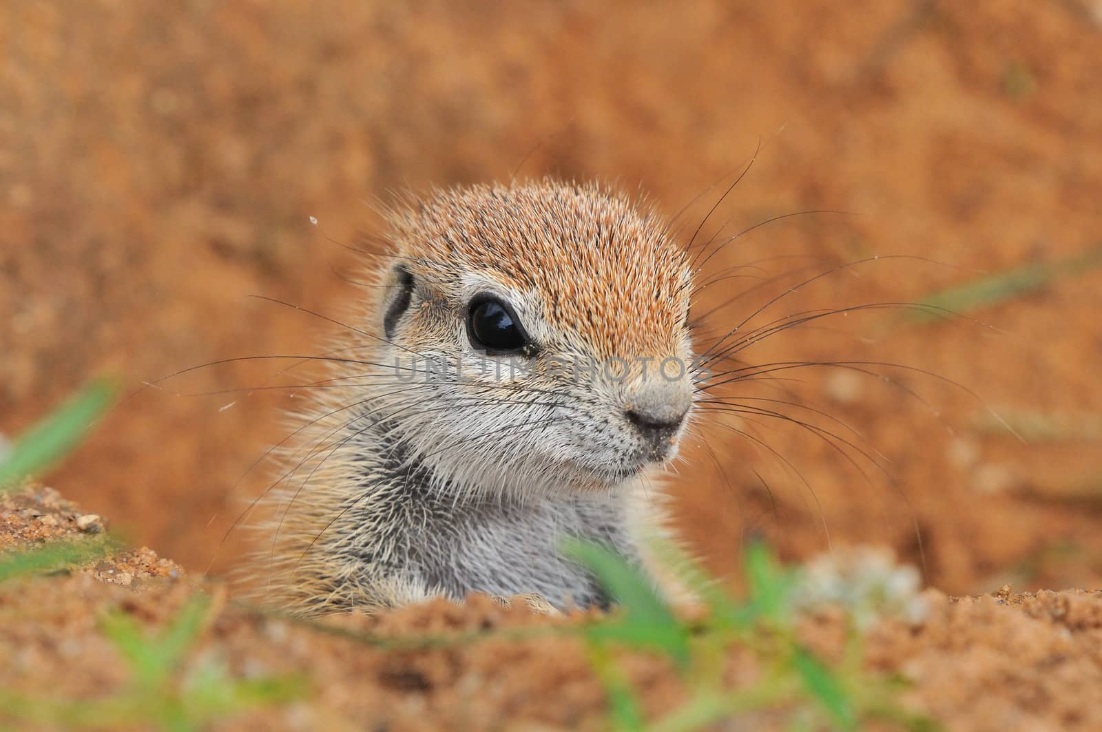 Cape Ground Squirrel by dpreezg