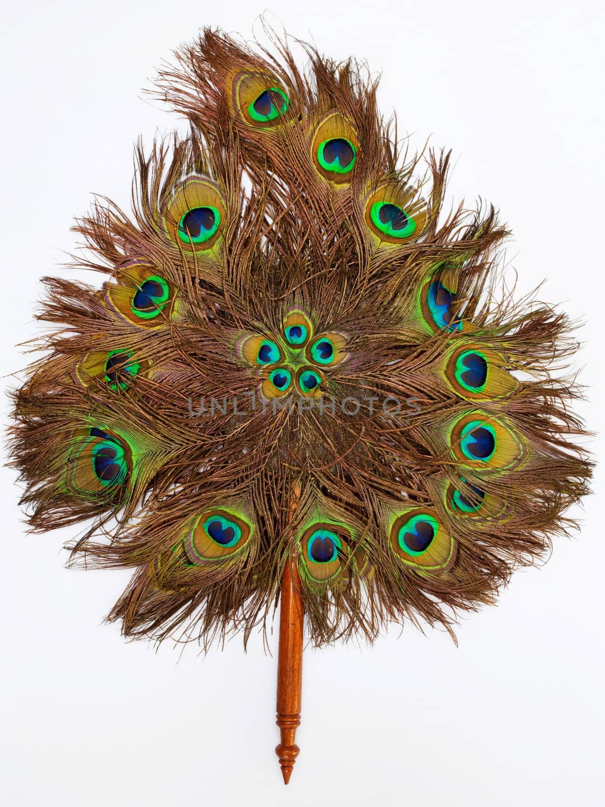 fan feather on white background