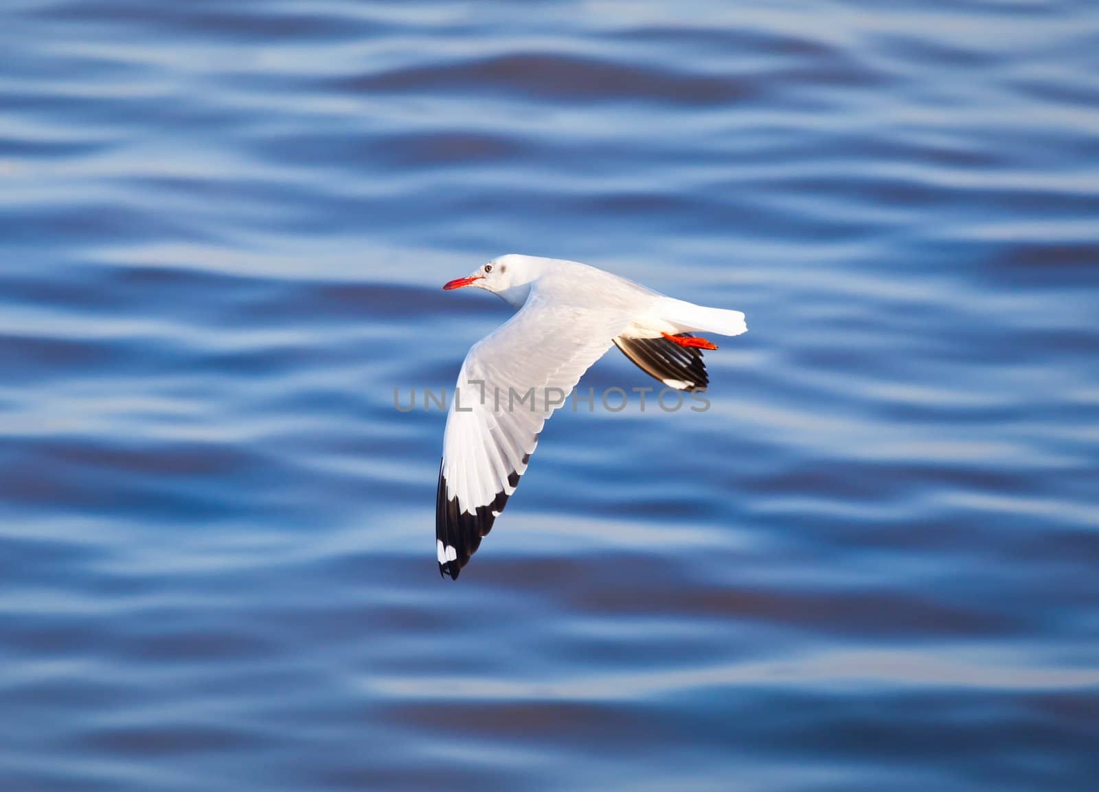 Seagull flying on beautiful blue sea
