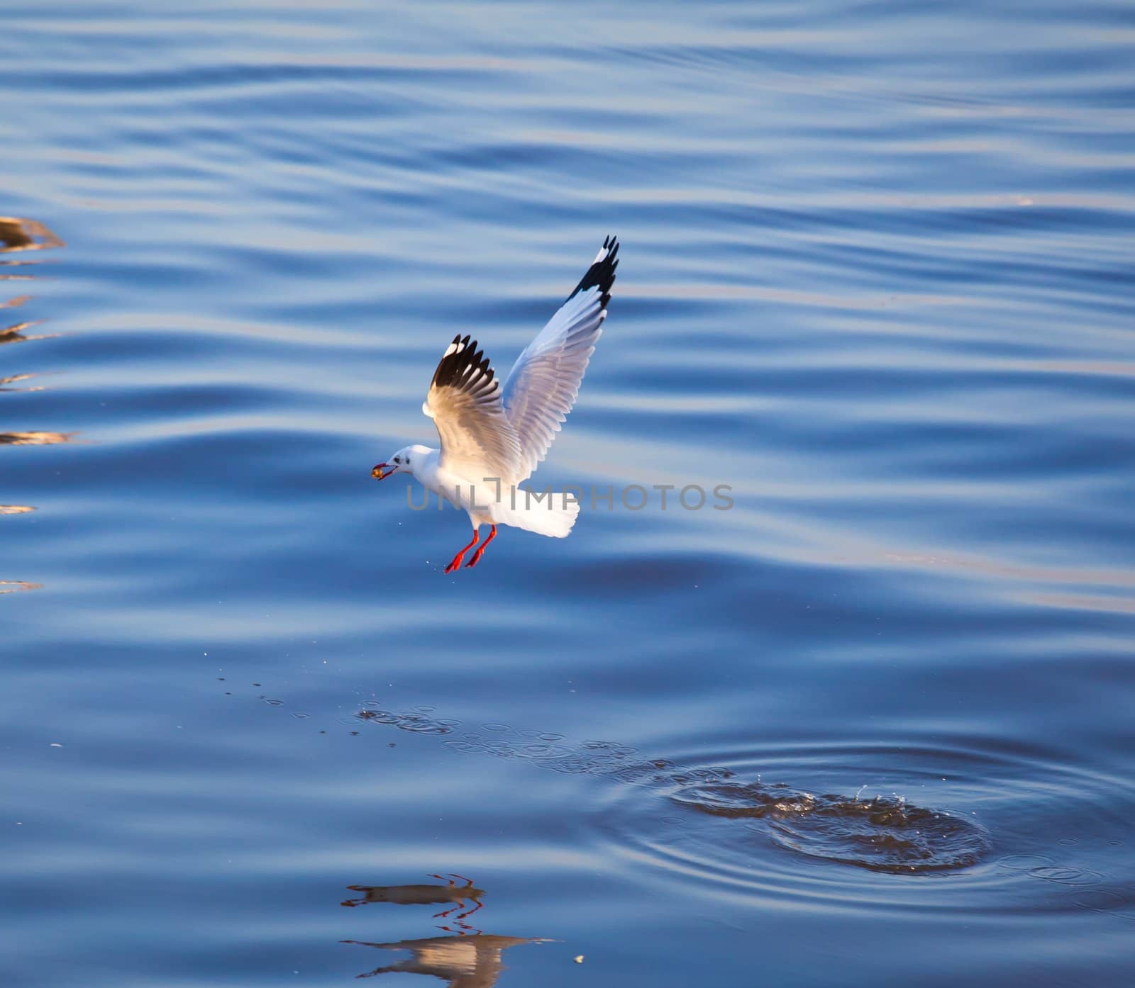 Seagulls eating in the sea