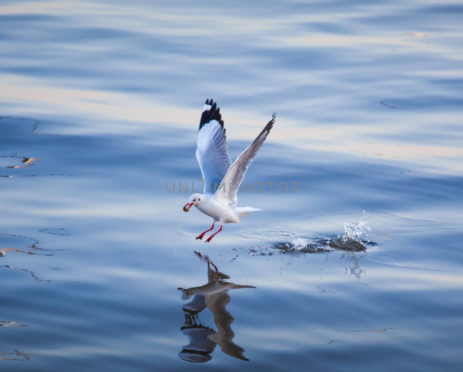 Seagulls eating in the sea