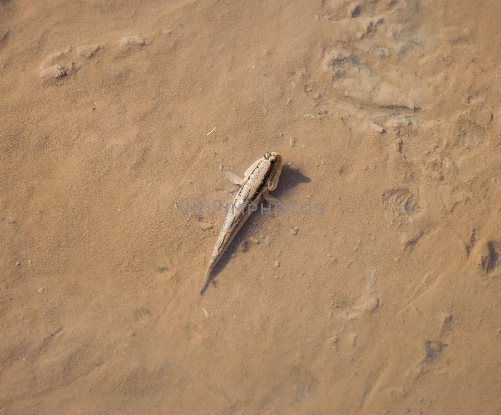 walking fish mudskipper on wet sand