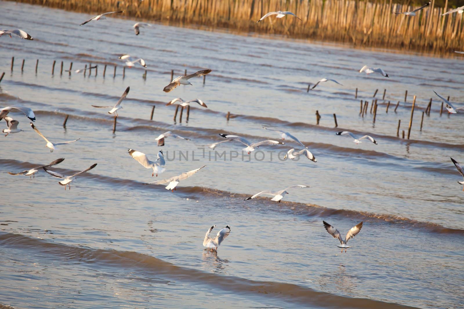 Flock of seagulls fly over sea